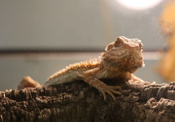 Captive Bearded Dragon Basking Inside Enclosure