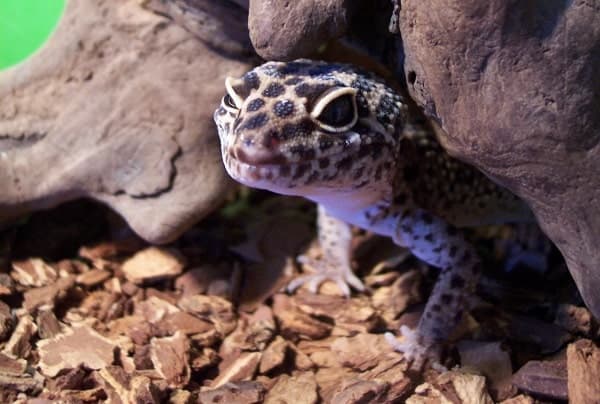 Captive Fat Tailed Gecko