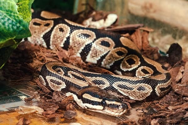 Captive Mojave Ball Python Inside Enclosure