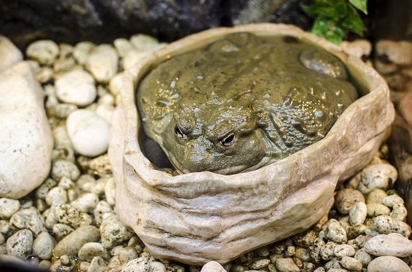 Captive Pixie Frog Sitting Water Bowl