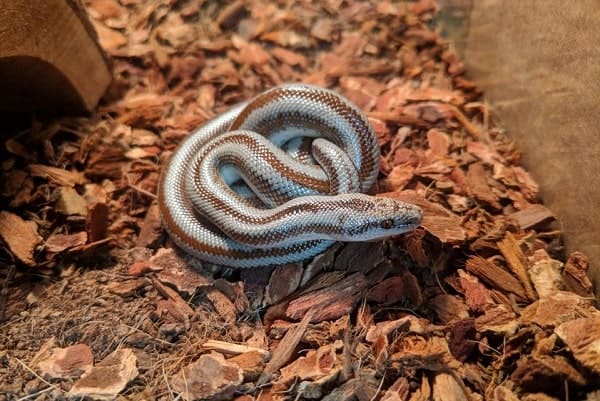 Captive Rosy Boa Inside Habitat