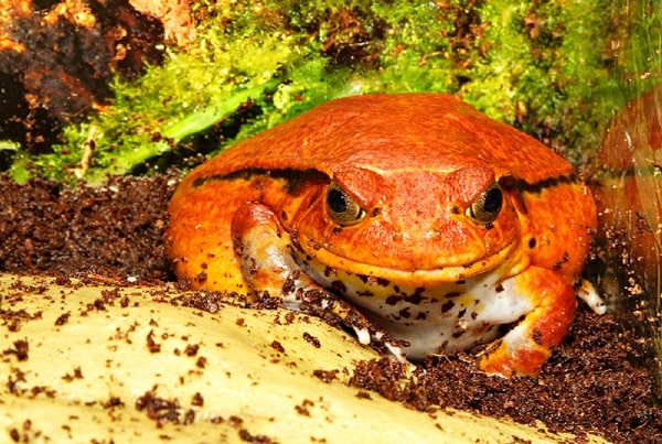 Captive Tomato Frog Inside Enclosure