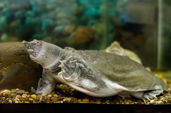 Chinese Softshell Turtle