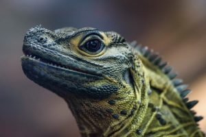 Sailfin Dragon: Care, Enclosure Setup, Diet Guide & Facts for Owners