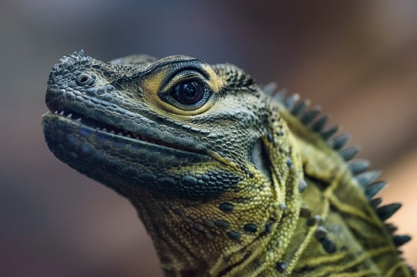 Closeup of Sailfin Dragon