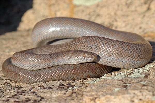 Coastal Rosy Boa