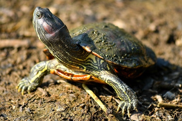 6 Irresistibly Cute Pet Turtles That Stay Small Forever With Pictures