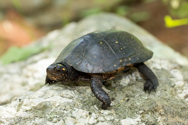 Eastern Spotted Turtle