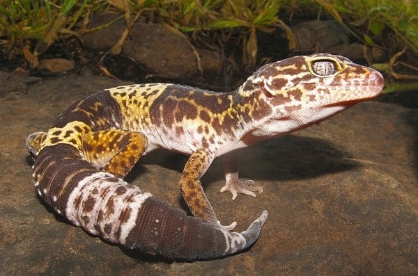 Fat Tailed Gecko Close Up