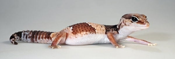 Fat Tailed Gecko Posing