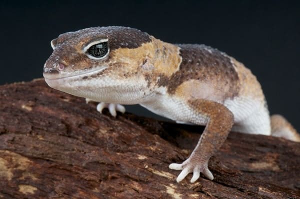 Fat Tailed Gecko Up Close