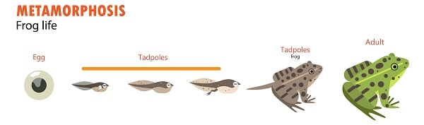 Are Turtles Reptiles or Amphibians? (Scientific Explanation)