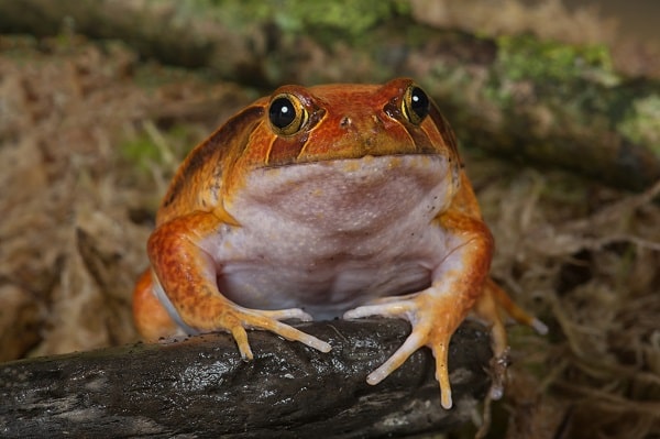 Front Facing Tomato Frog-