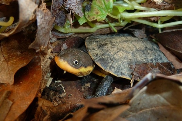 Gibba Turtle