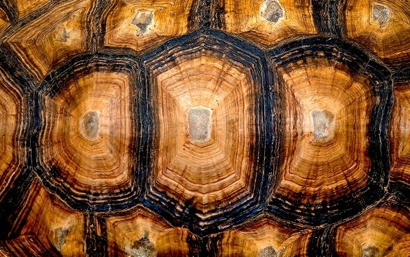 Hexagonal texture of a turtle shell