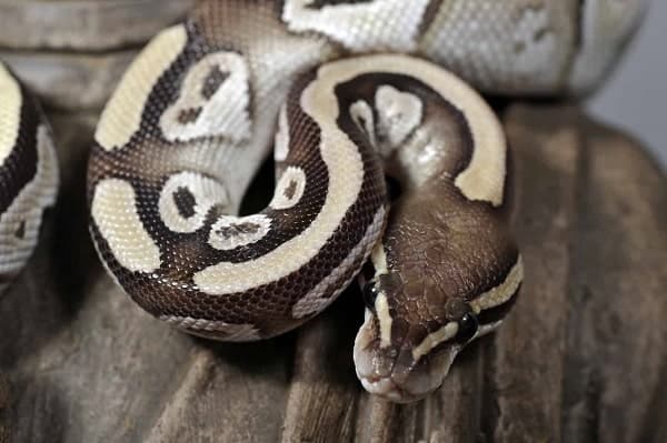 Mojave Ball Python Close Up