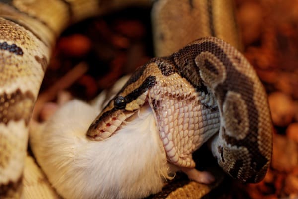 Mojave Ball Python Eating Mouse