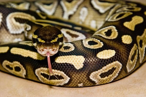 Mojave Ball Python Flicking Tongue