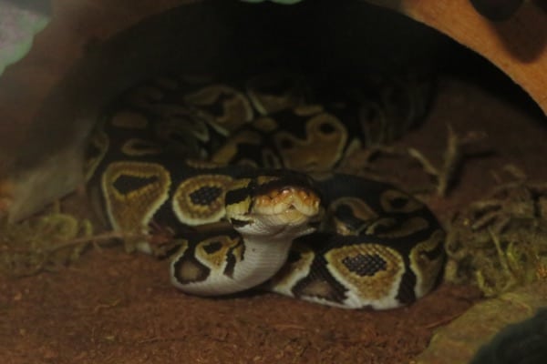 Mojave Ball Python in Hide