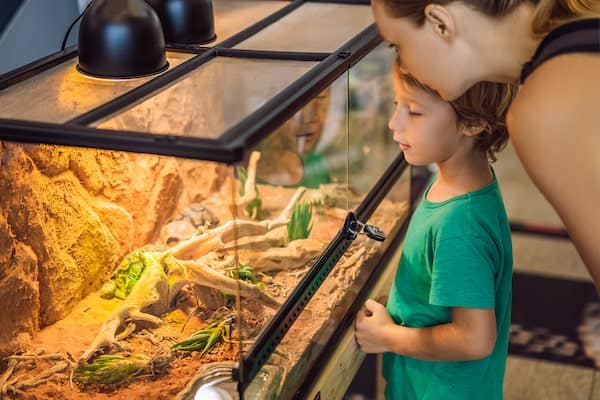  Mutter und Sohn beobachten Ballpython 