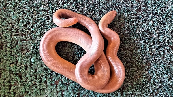 Norcal Rosy Boa