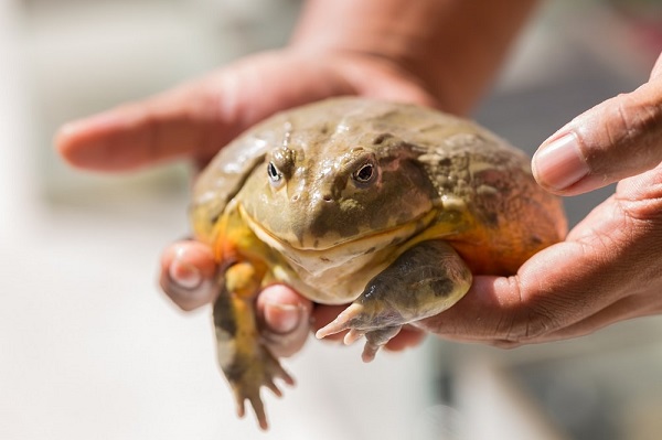 Owner Holding Pixie Frog