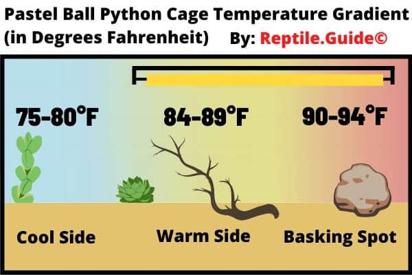  Température de la cage de python à boule Pastel 