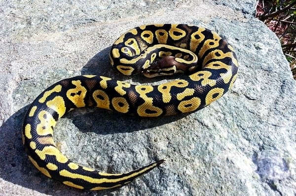 Pastellball Python auf großem Felsen