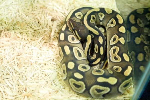 pastel Ball Python in enclosure