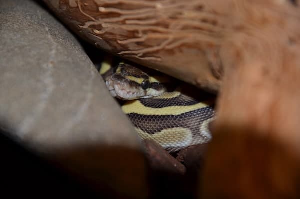 Pastel Ball Python in hide
