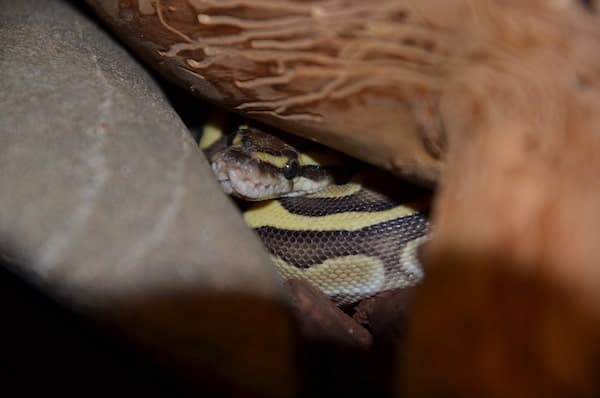 Pastel Ball Python în ascunde