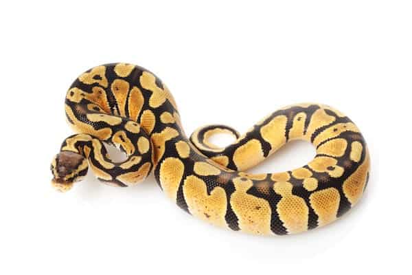  Python Boule Pastel 