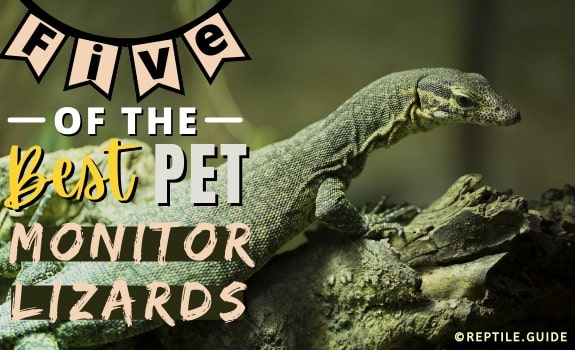 Pet Monitor Lizard Species
