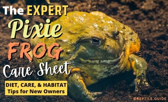 Pixie Frog: Discover the Incredible Facts & Care Tips.