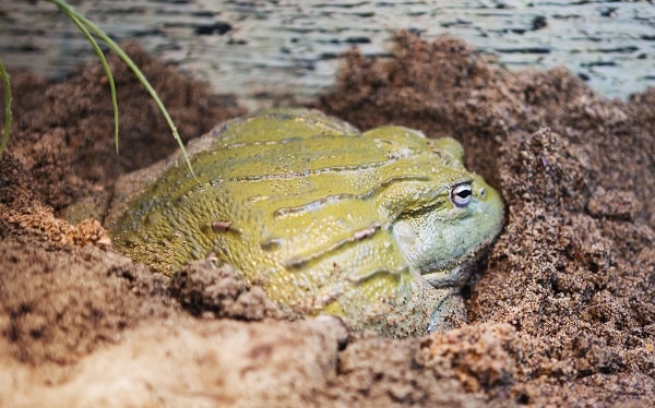 African Bullfrog Care, Feeding and Terrarium Design