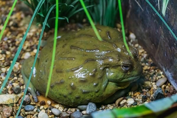 Pixie Frog Inside Habitat