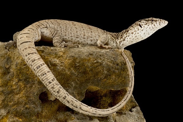 Pygmy Mulga Monitor