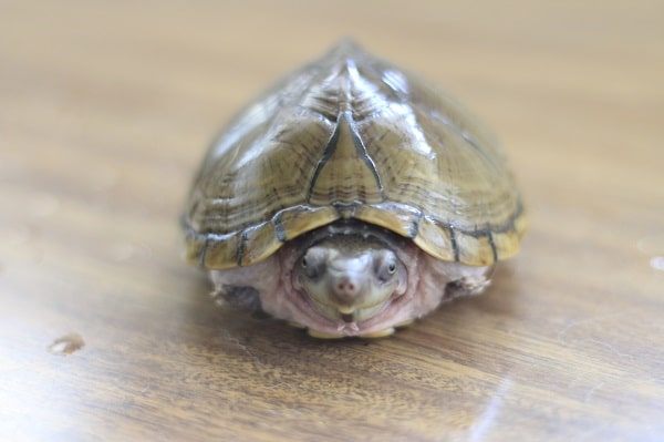 Razor-Backed Musk Turtle