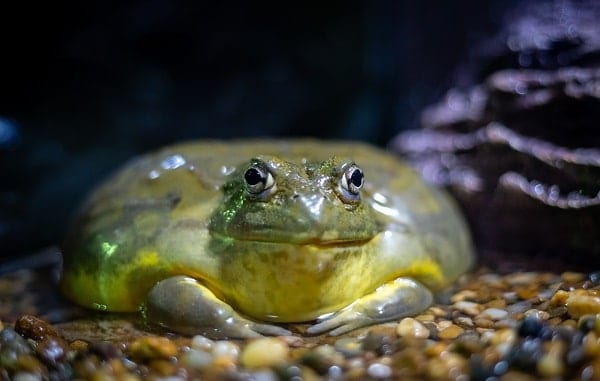 Resting Giant African Bullfrog