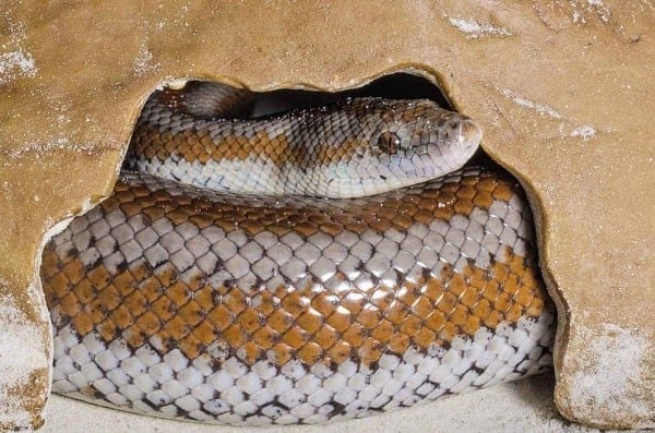 Rosy Boa Inside Hide