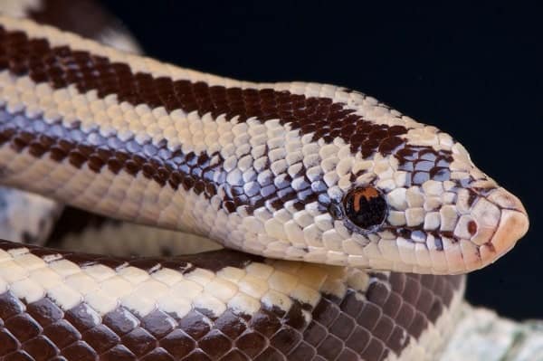 Rosy Boa Up Close