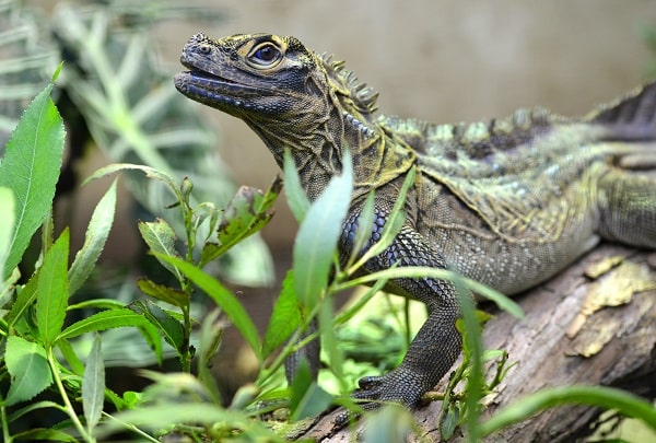 Sailfin Dragon On Branch