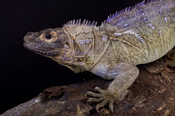 Sailfin Lizard Hydrosaurus Pustulatus