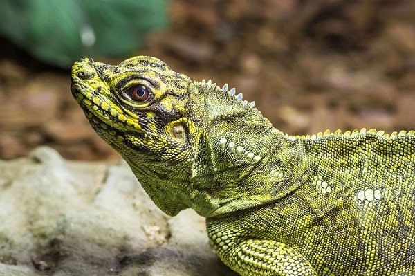 Sailfin lizard close-up