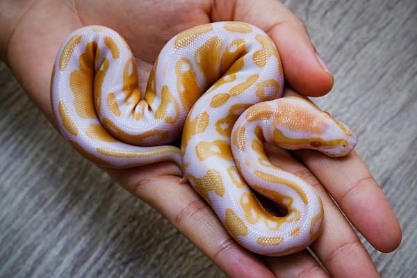 Small Albino Ball Python In Hand