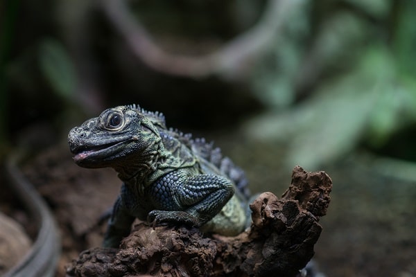 Smiling Sailfin Lizard On Bark