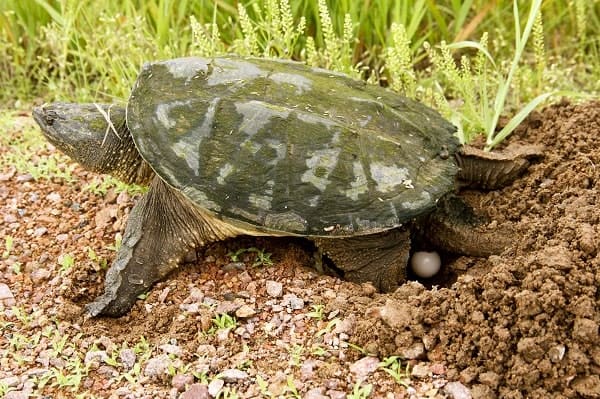 Snapping Turtle Laying Eggs