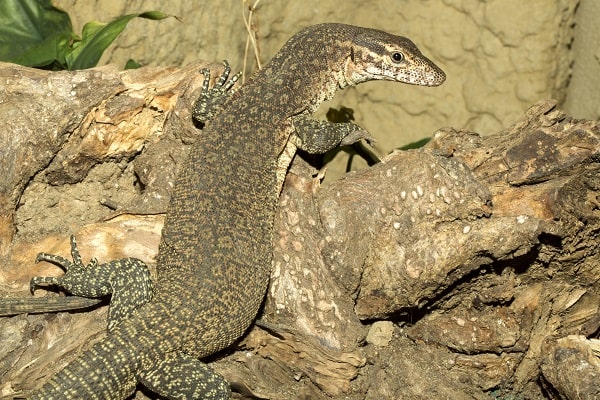 Timor Monitor