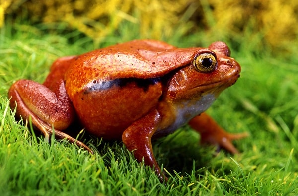 Tomato Frog Closeup