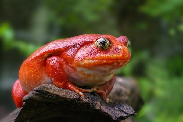 Tomato Frog Sitting On Tree